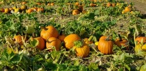 Cut Pumpkins Ready for Picking