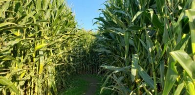 Corn Maze and Pumpkin Patch 2022