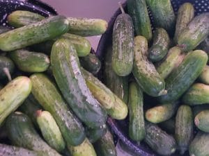 Picklers For Canning