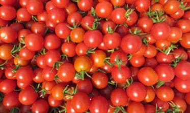 Amazing Tomatoes