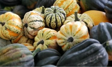 Seasonal Transition Fall Vegetables