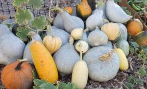 Fall Vegetables Pumpkins Gourds Specialty Corn 3