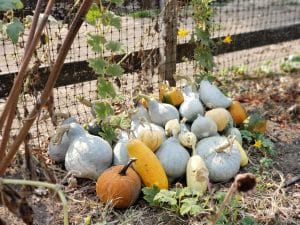 Fall Vegetables Pumpkins Gourds Specialty Corn