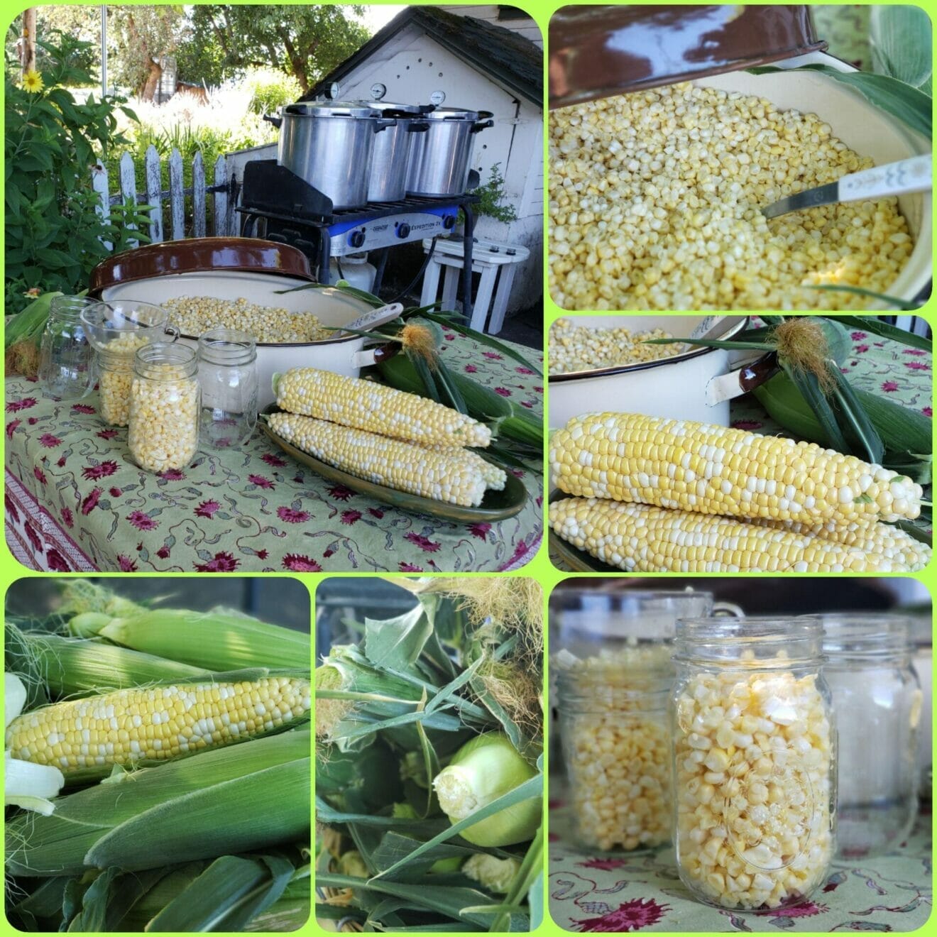 Preserving Sweet Corn